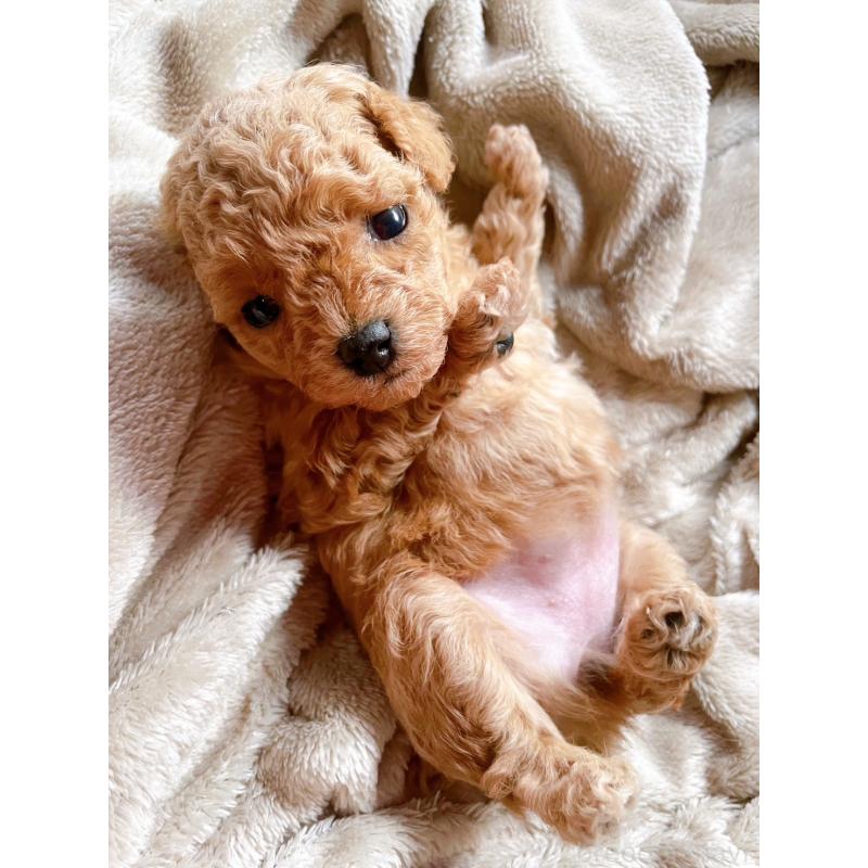 販売中の千葉県のトイプードル-420334の12枚目