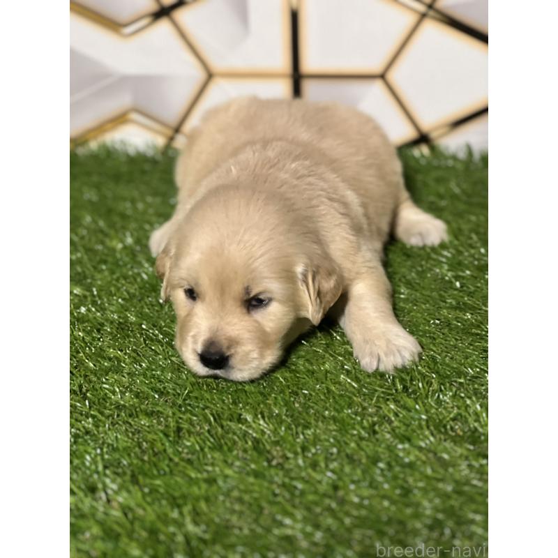 販売中の静岡県のゴールデンレトリーバー-426223の6枚目