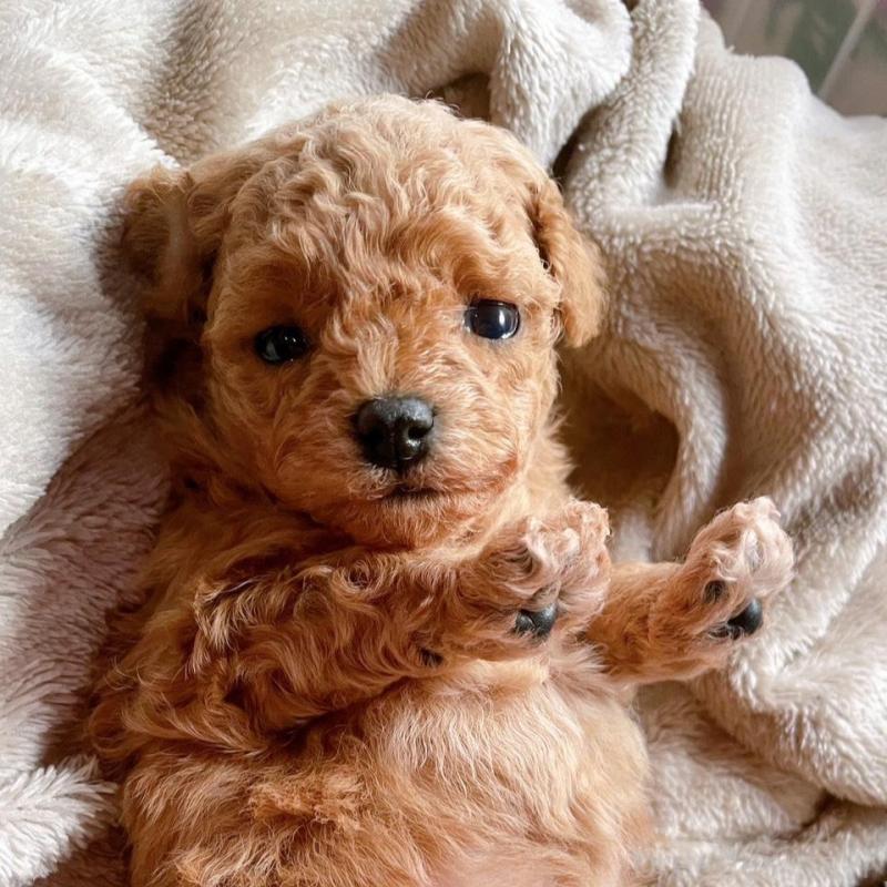 販売中の千葉県のトイプードル-420334