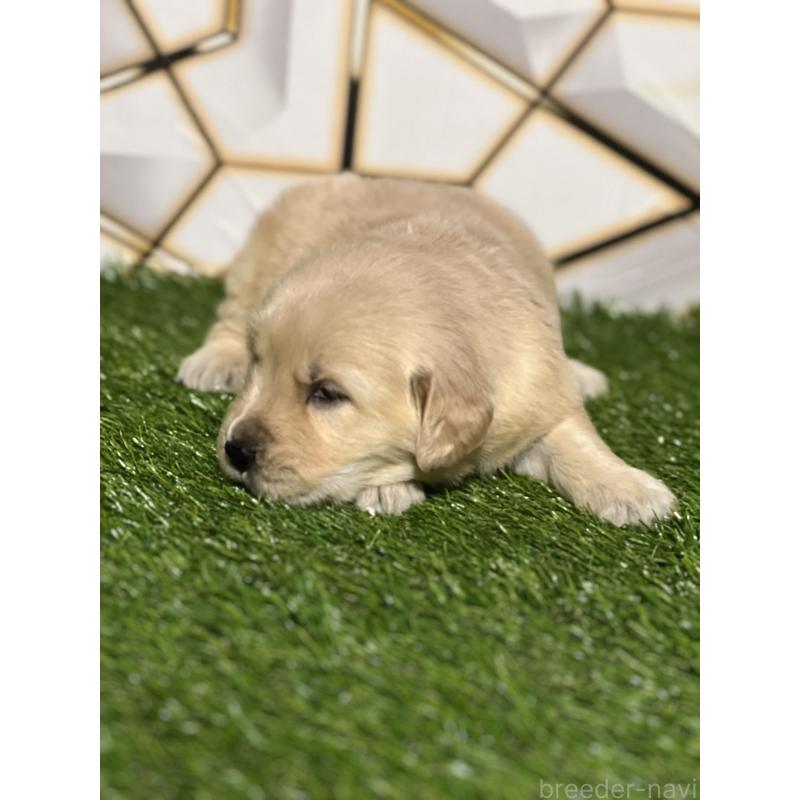 販売中の静岡県のゴールデンレトリーバー-426223の5枚目