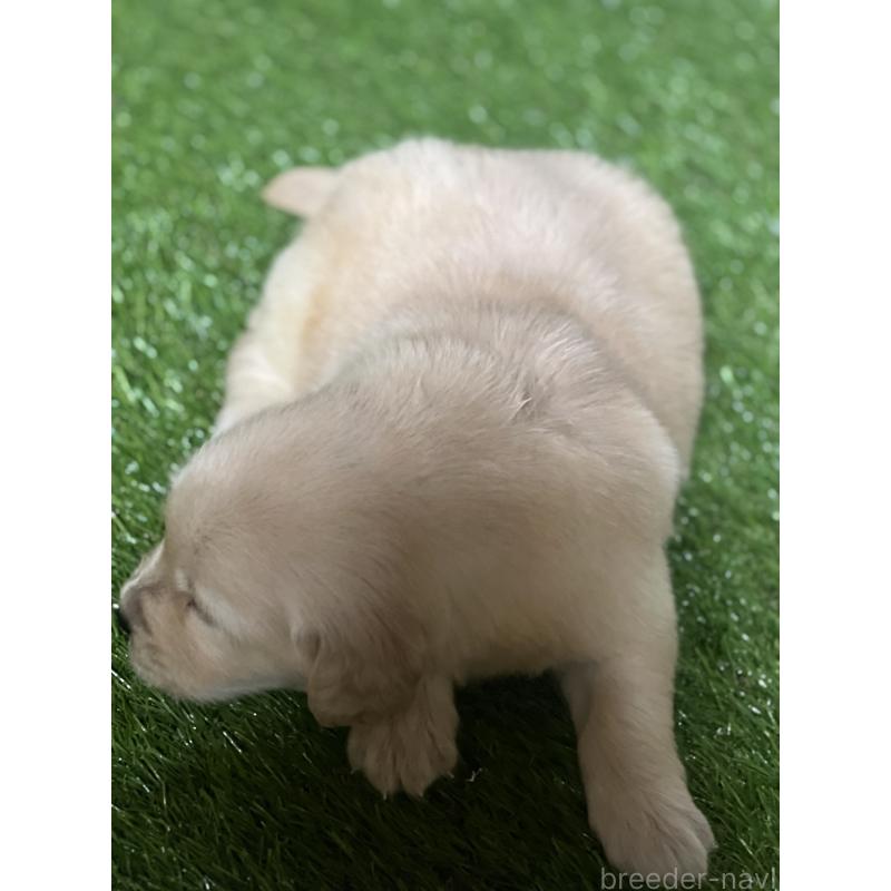 販売中の静岡県のゴールデンレトリーバー-426223の4枚目