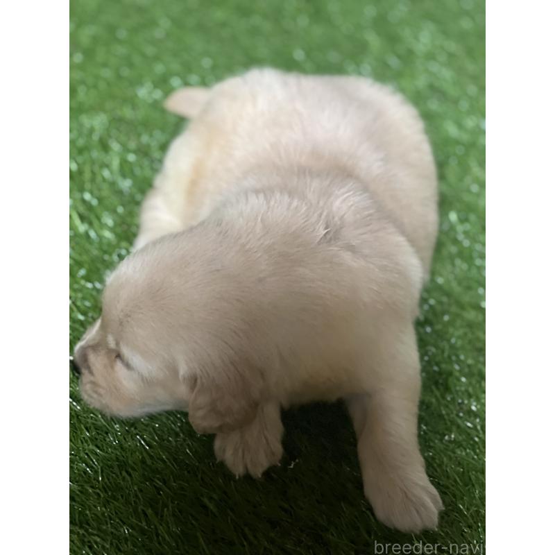 販売中の静岡県のゴールデンレトリーバー-426223の3枚目