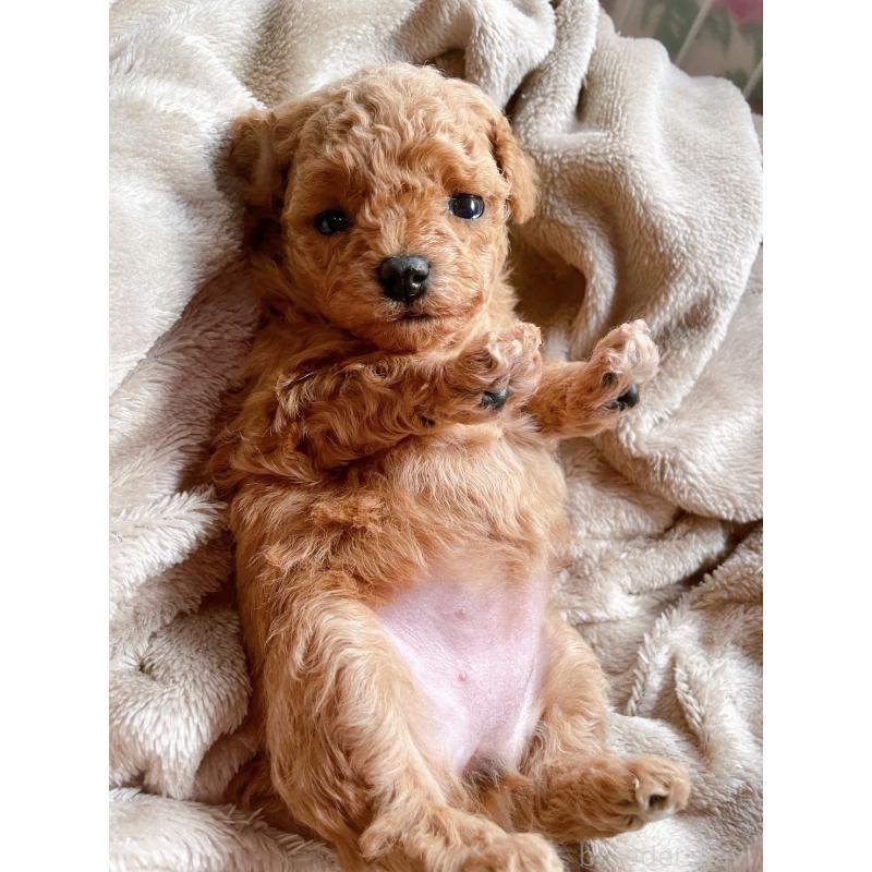 販売中の千葉県のトイプードル-420334の10枚目