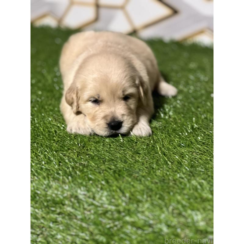 販売中の静岡県のゴールデンレトリーバー-426223の2枚目