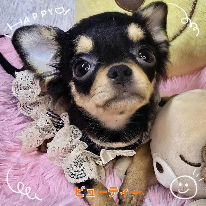 販売中の東京都のチワワ(ロングコート)-423308