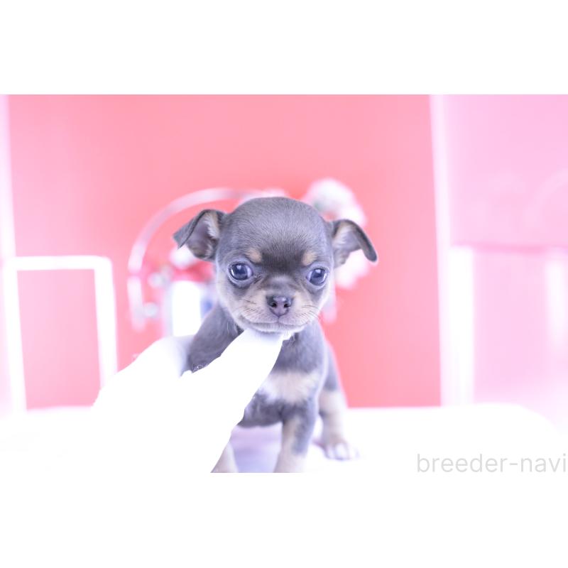 販売中の愛知県のチワワ(スムースコート)-426224の9枚目