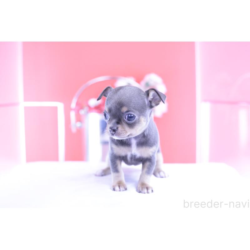 販売中の愛知県のチワワ(スムースコート)-426224の8枚目