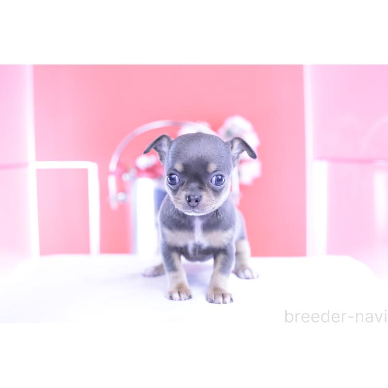 販売中の愛知県のチワワ(スムースコート)-426224の7枚目