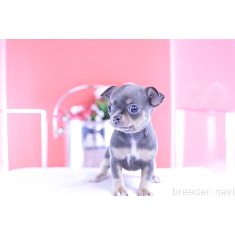 販売中の愛知県のチワワ(スムースコート)-426224の6枚目