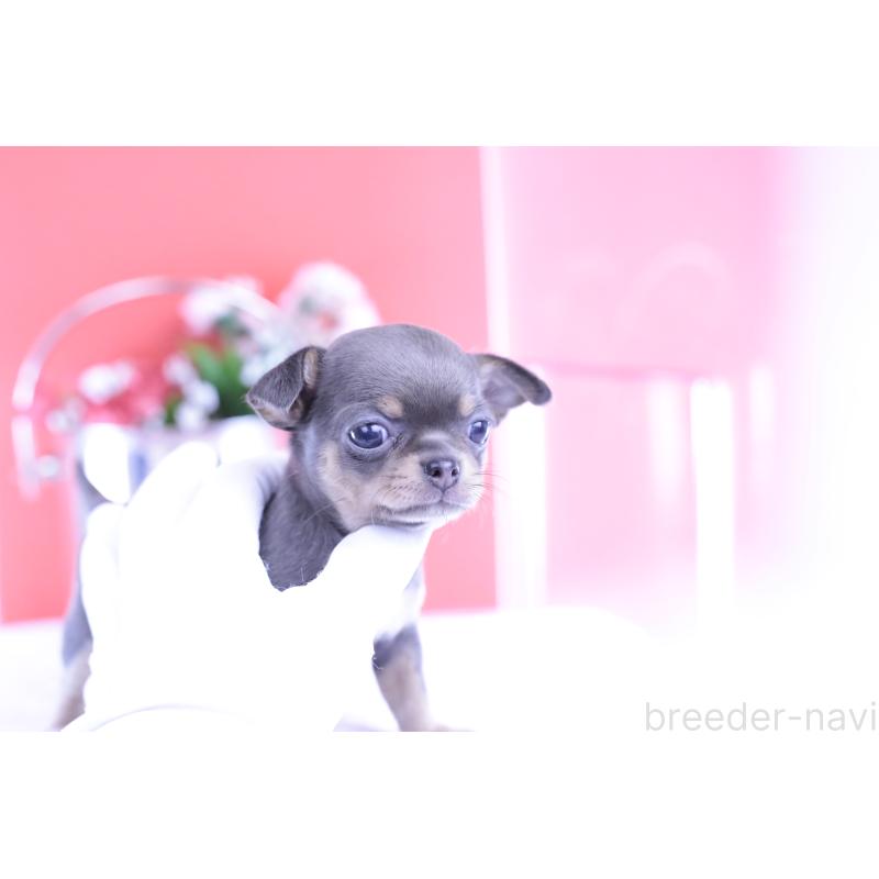 販売中の愛知県のチワワ(スムースコート)-426224の5枚目