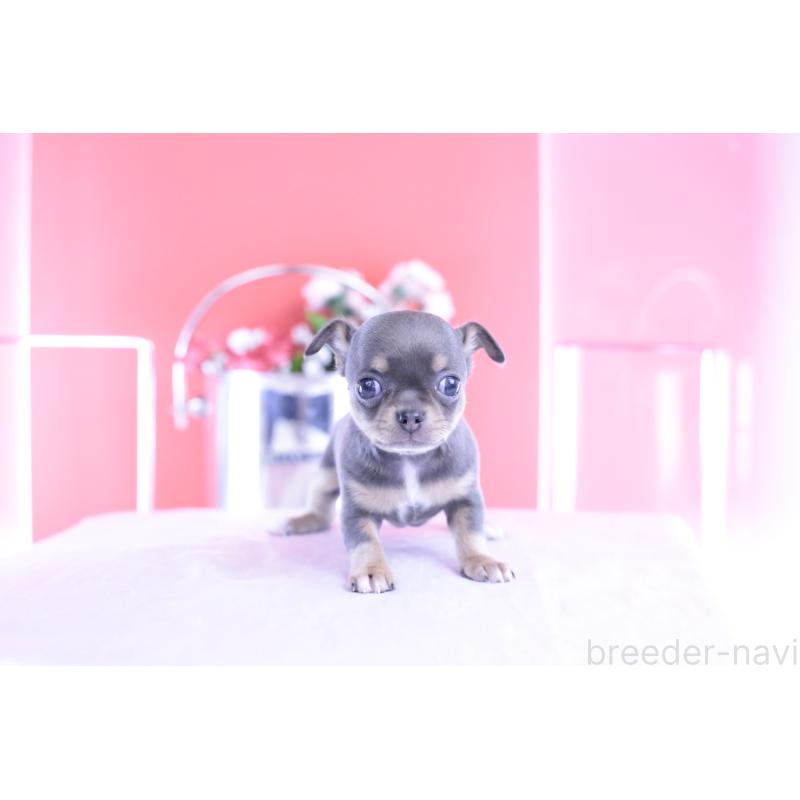 販売中の愛知県のチワワ(スムースコート)-426224の2枚目