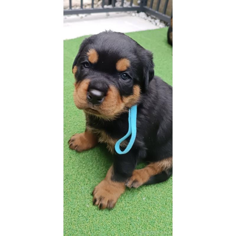 成約済の神奈川県のロットワイラー-424310の2枚目