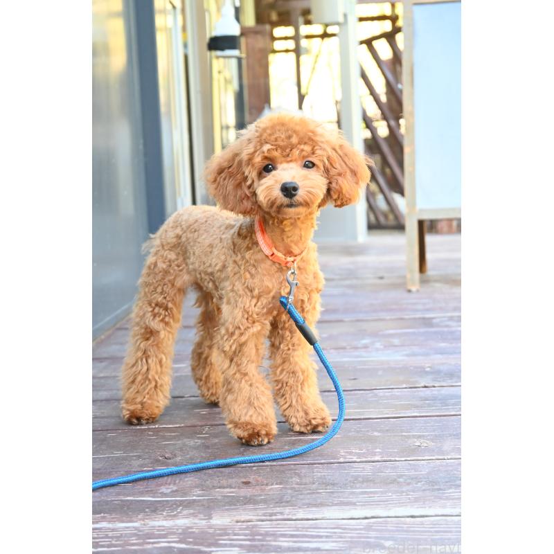 販売中の山口県のトイプードル-426226の10枚目