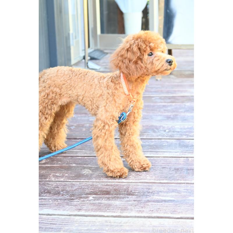 販売中の山口県のトイプードル-426226の9枚目