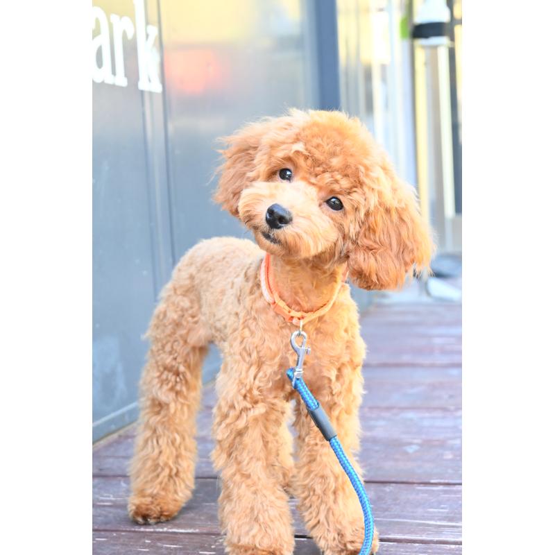 販売中の山口県のトイプードル-426226の8枚目