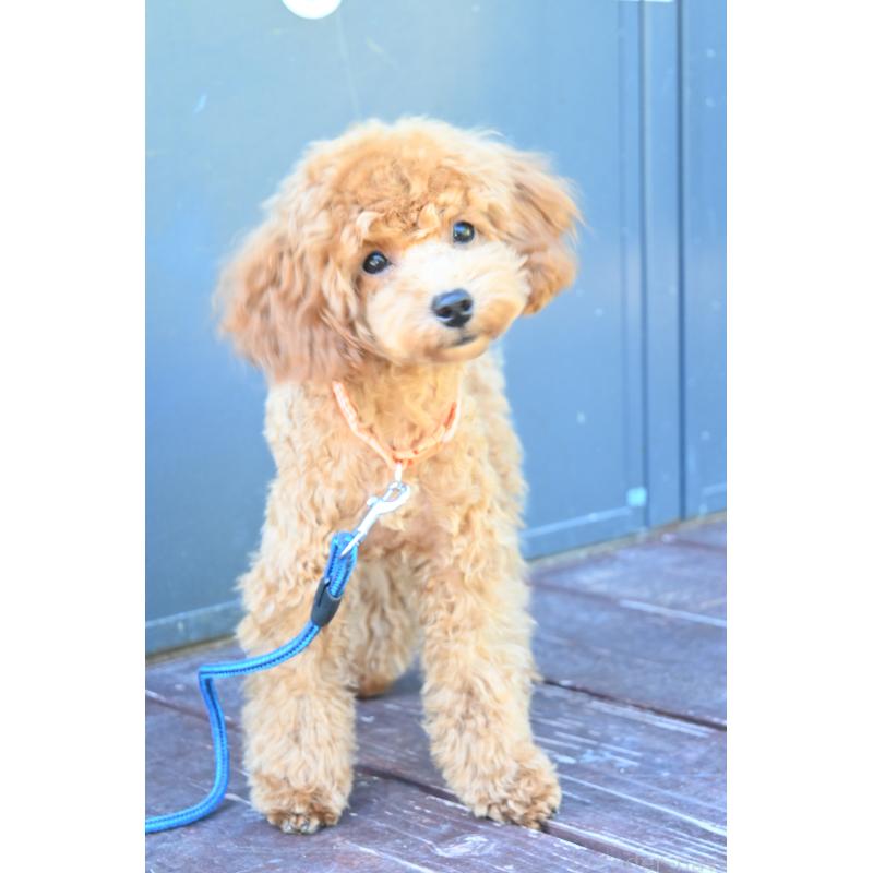 販売中の山口県のトイプードル-426226の7枚目