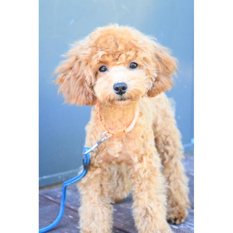 販売中の山口県のトイプードル-426226の6枚目