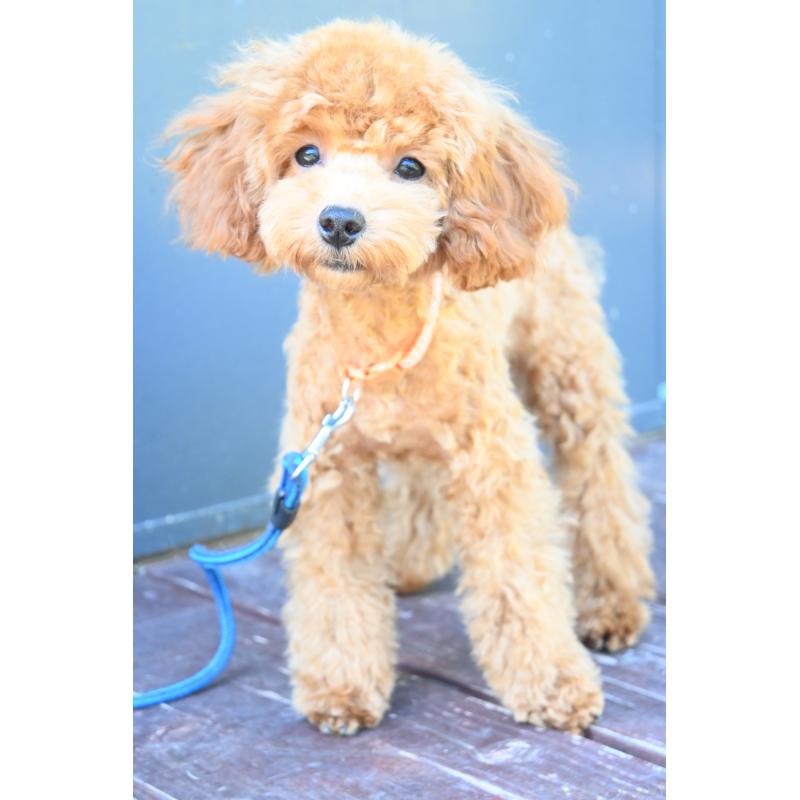 販売中の山口県のトイプードル-426226の5枚目