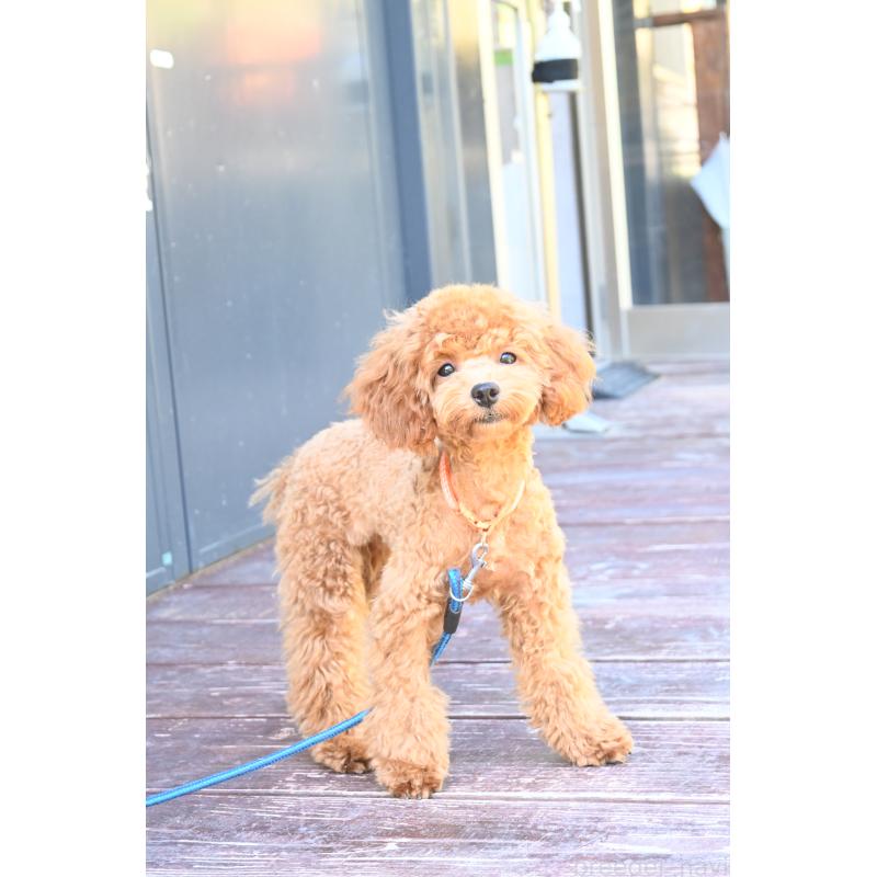 販売中の山口県のトイプードル-426226の4枚目