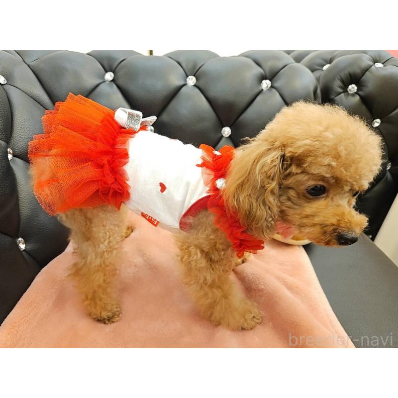 販売中の岐阜県のティーカッププードル-426216の11枚目