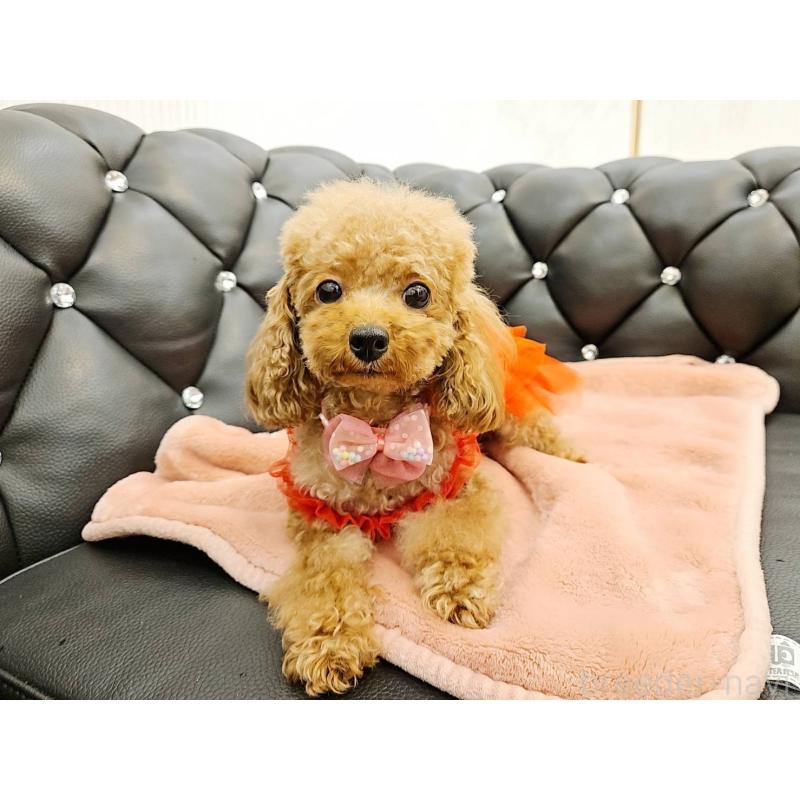 販売中の岐阜県のティーカッププードル-426216の10枚目