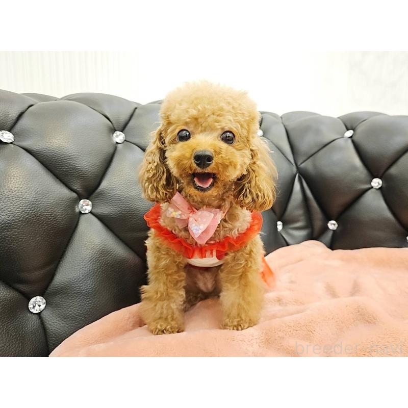 販売中の岐阜県のティーカッププードル-426216の9枚目