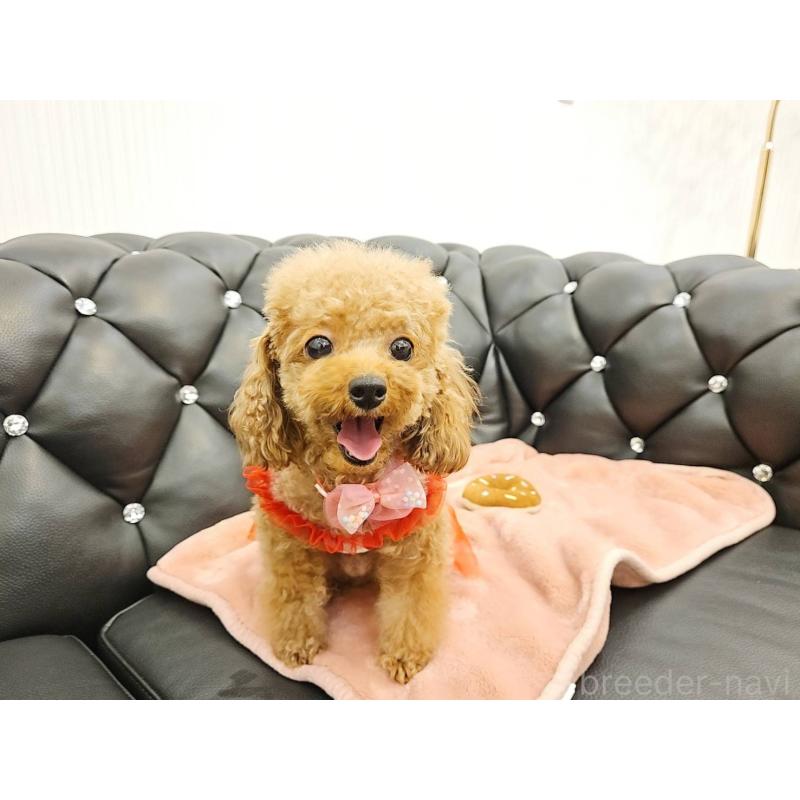 販売中の岐阜県のティーカッププードル-426216の8枚目