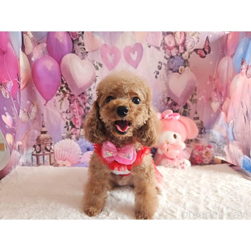 販売中の岐阜県のティーカッププードル-426216の7枚目