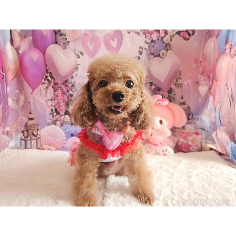 販売中の岐阜県のティーカッププードル-426216の6枚目