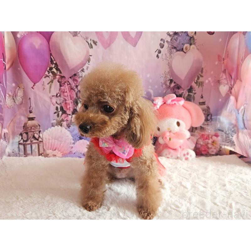 販売中の岐阜県のティーカッププードル-426216の5枚目