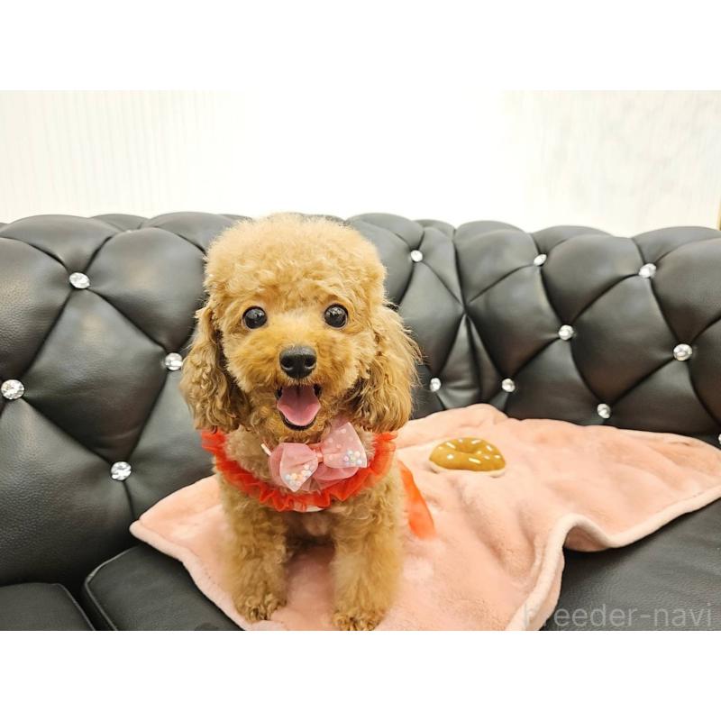 販売中の岐阜県のティーカッププードル-426216の4枚目