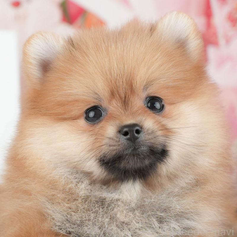 販売中の千葉県のポメラニアン-426228