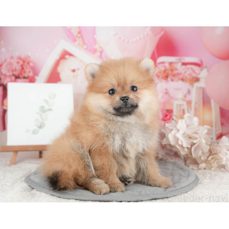 販売中の千葉県のポメラニアン-426228の6枚目