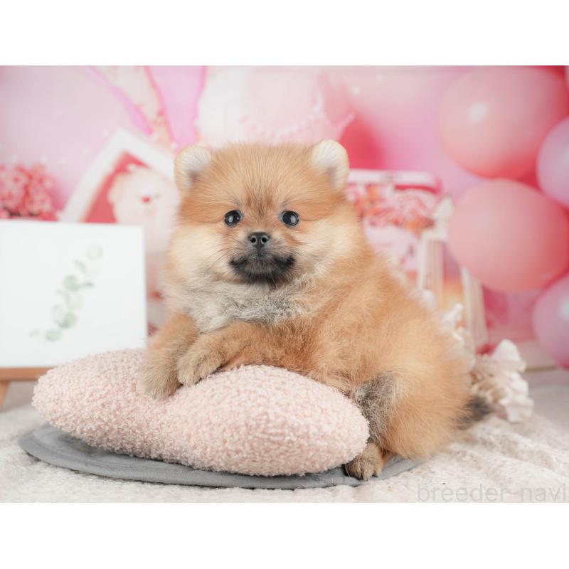 販売中の千葉県のポメラニアン-426228の5枚目