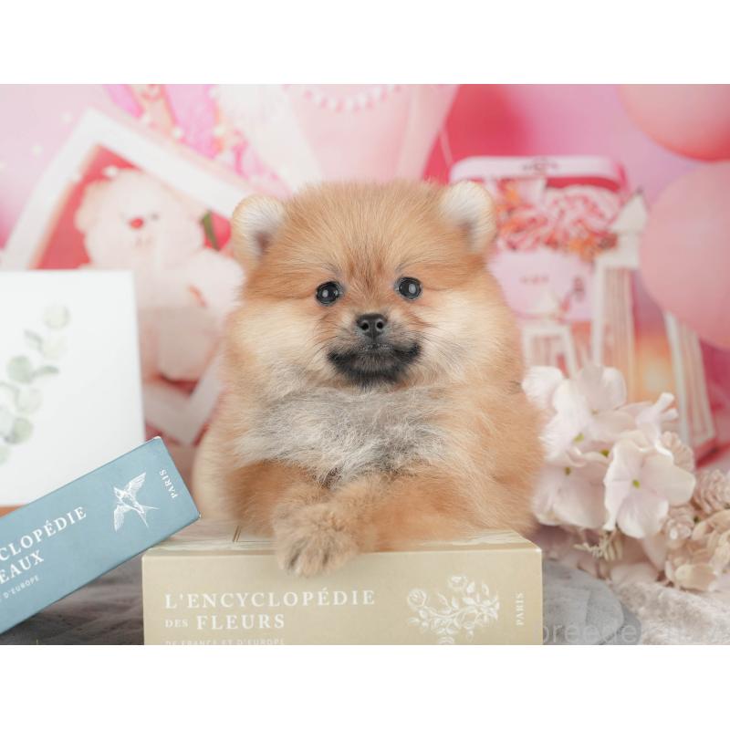 販売中の千葉県のポメラニアン-426228の4枚目