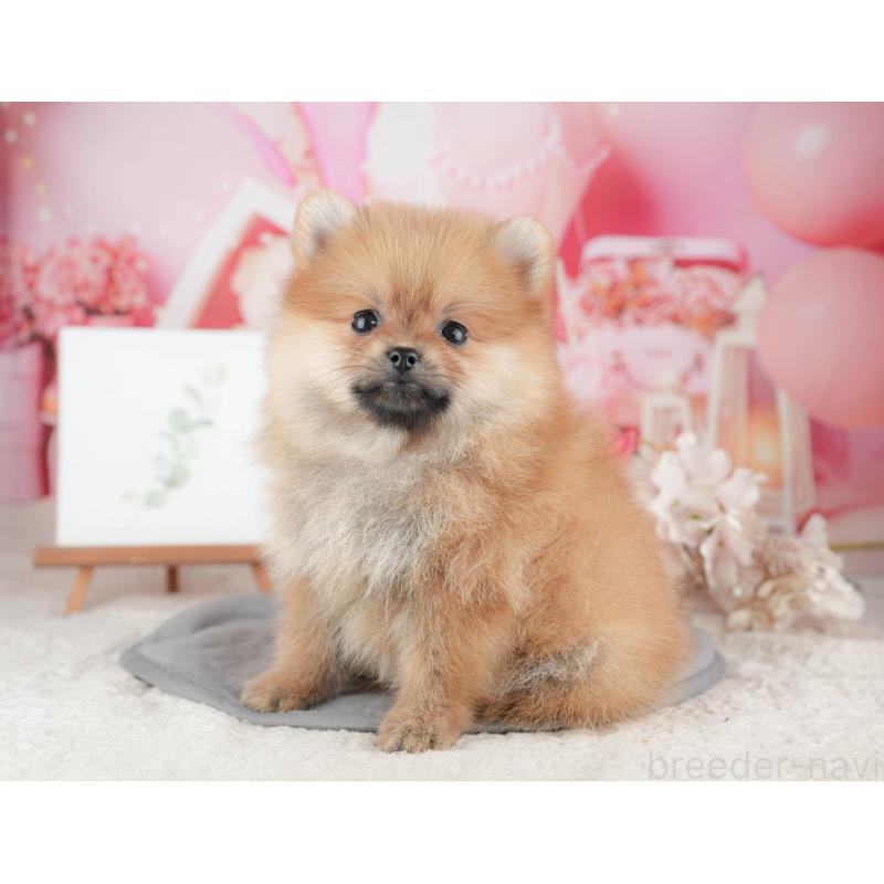販売中の千葉県のポメラニアン-426228の3枚目