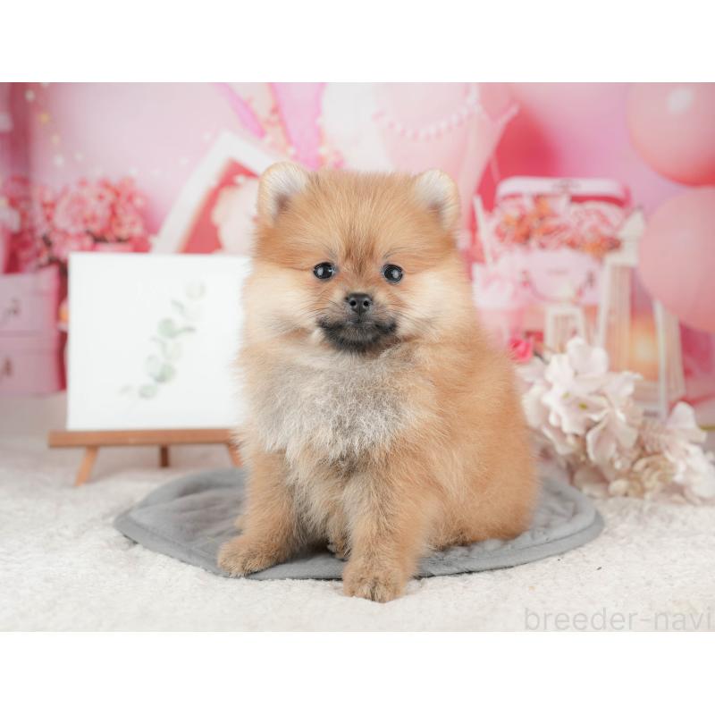 販売中の千葉県のポメラニアン-426228の2枚目