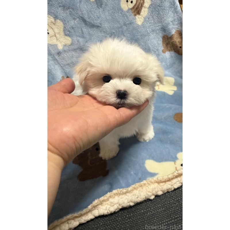 販売中の山形県のマルチーズ-426229の5枚目