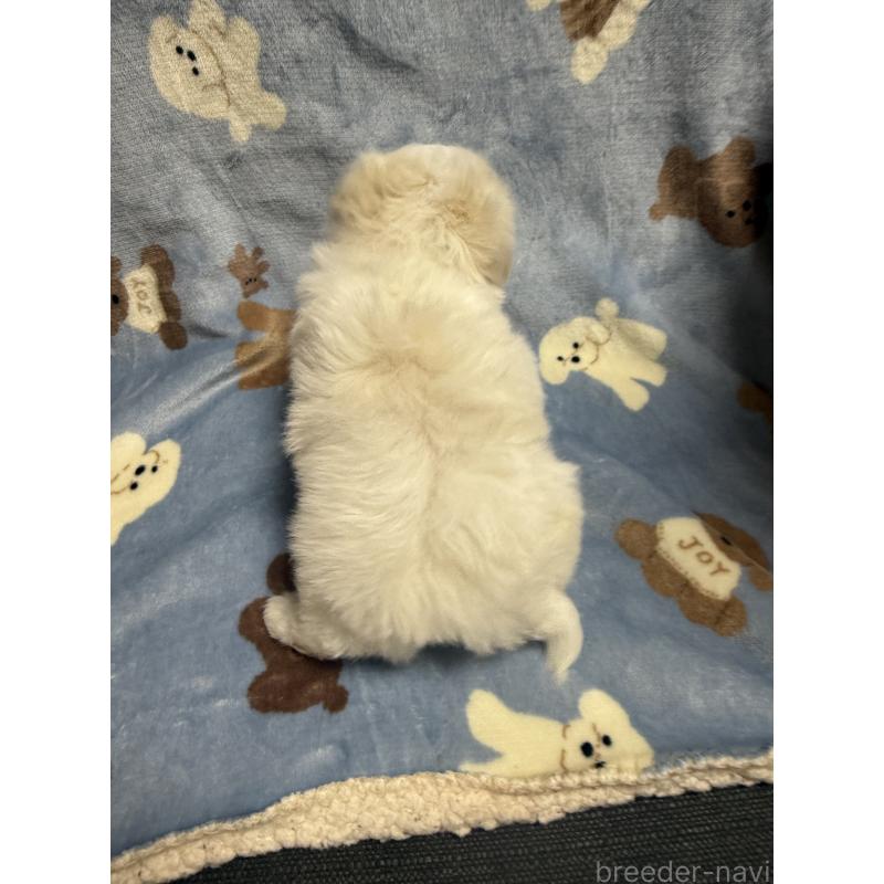 販売中の山形県のマルチーズ-426229の4枚目