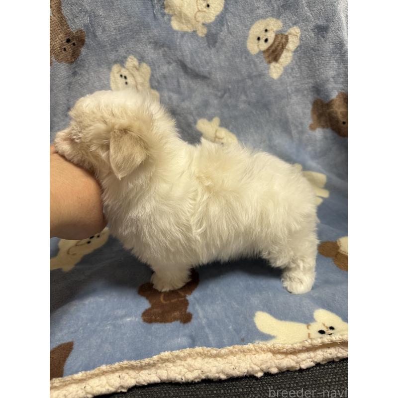 販売中の山形県のマルチーズ-426229の3枚目