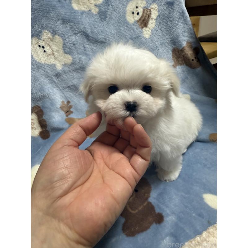 販売中の山形県のマルチーズ-426229の2枚目