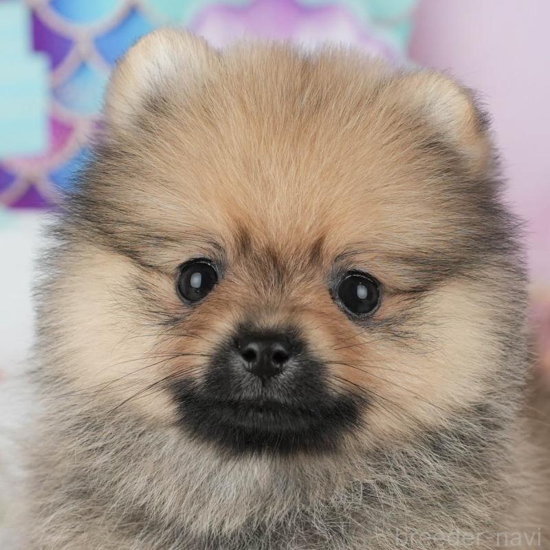 販売中の千葉県のポメラニアン-426230