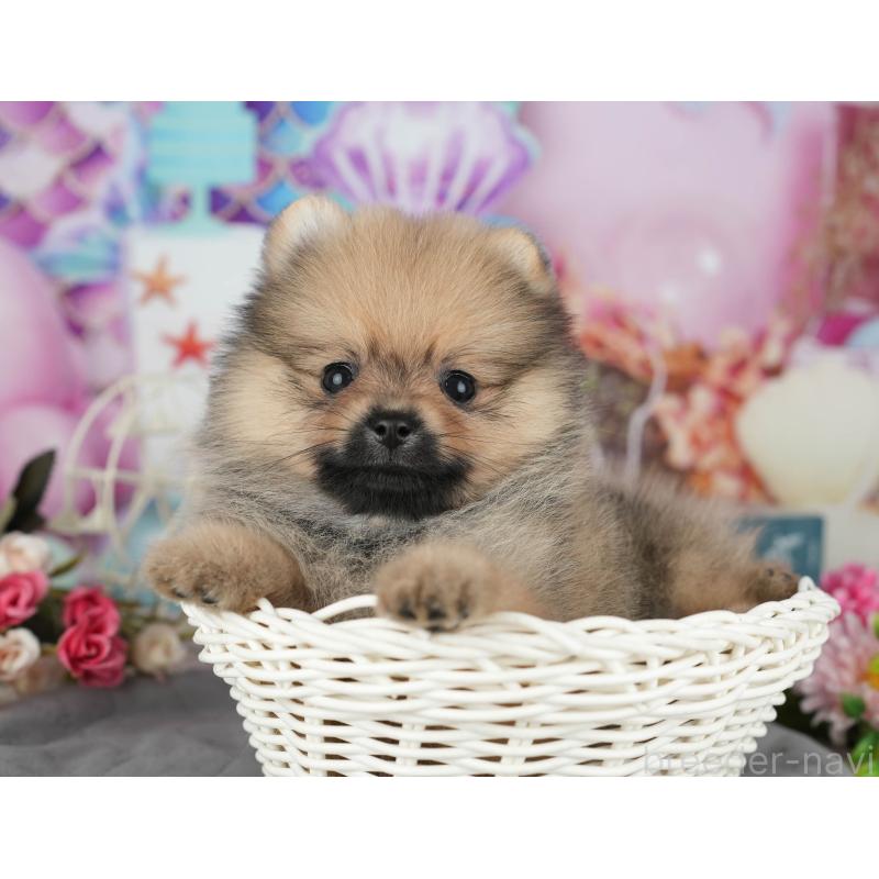 販売中の千葉県のポメラニアン-426230の6枚目