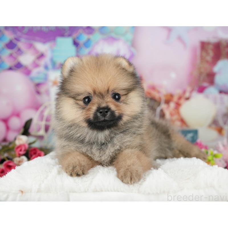 販売中の千葉県のポメラニアン-426230の4枚目