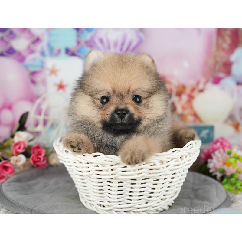 販売中の千葉県のポメラニアン-426230の3枚目