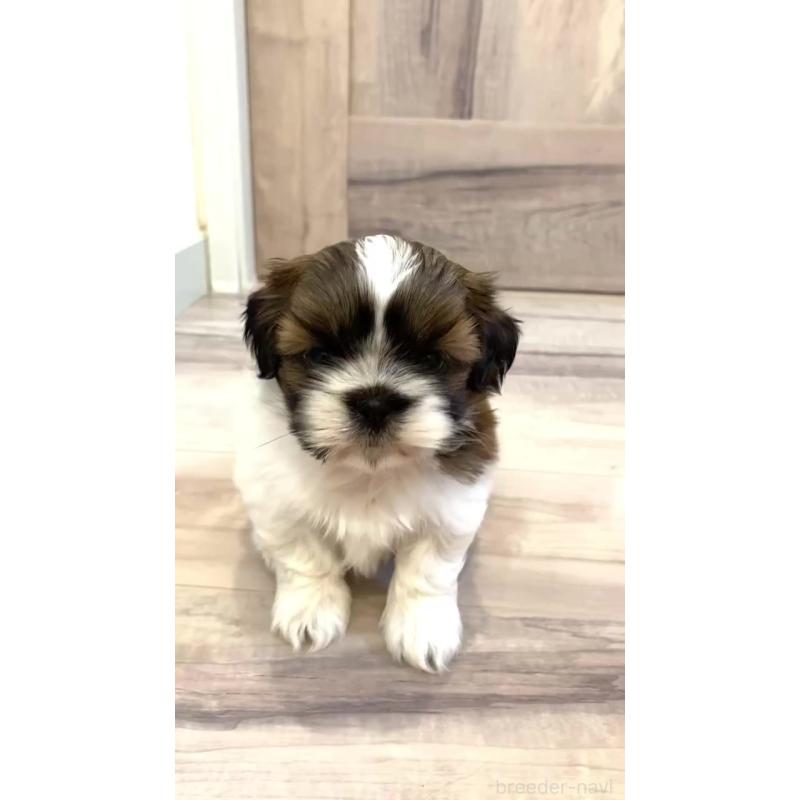 販売中の宮城県のシーズー-426231の6枚目