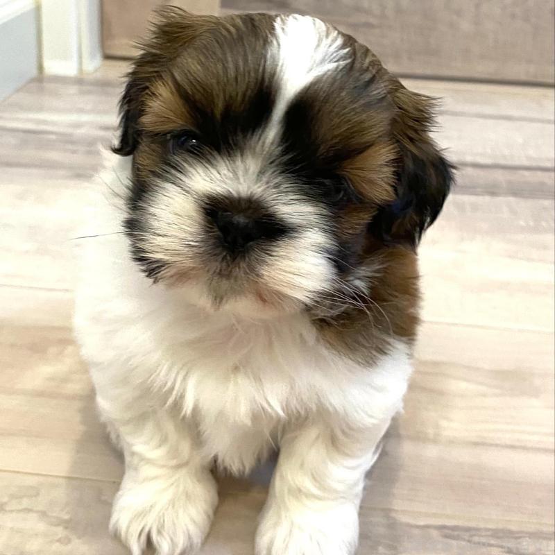 販売中の宮城県のシーズー-426231の4枚目