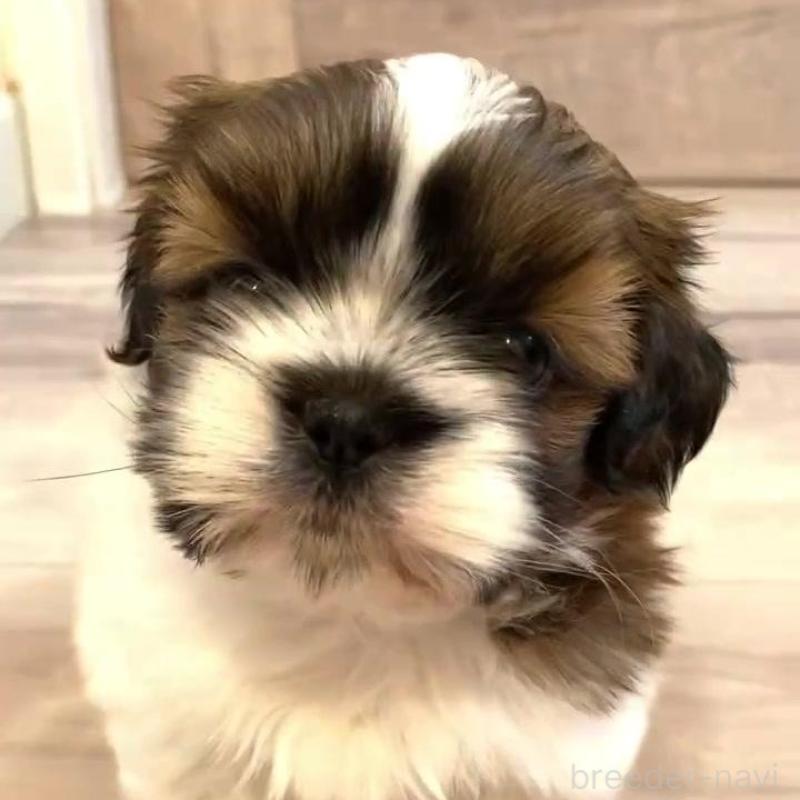 販売中の宮城県のシーズー-426231の3枚目