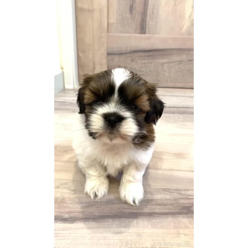 販売中の宮城県のシーズー-426231の2枚目