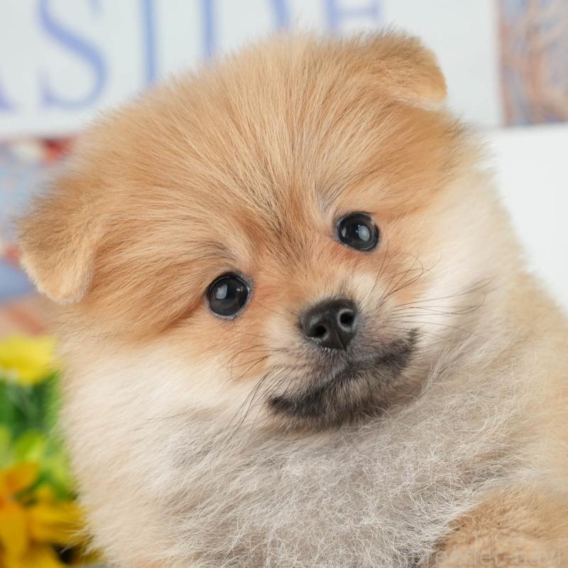販売中の千葉県のポメラニアン-426232